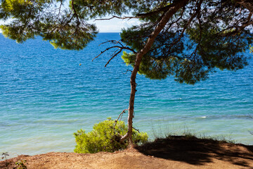 Pine tree next to the adriatic sea