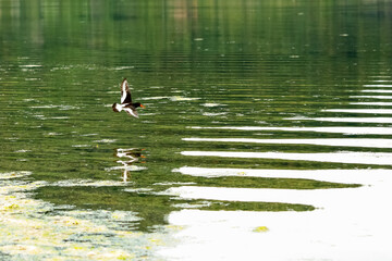 Flying sandpiper at Trondheim fjord, Norway