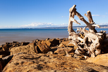 Fototapeta na wymiar A tree trunk thrown onto a rock seaside beach