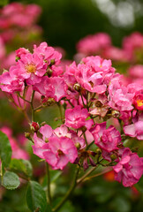Close up of Beautiful Pink Roses 