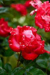 Close up of pink and Red Roses with Rain Drops on Petals