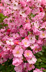 Close up of Beautiful Pink Roses 