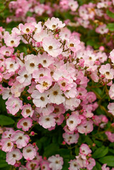 Close up of Beautiful Pink Roses 