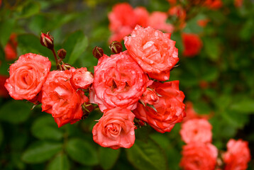 Close up of pink and Red Roses with Rain Drops on Petals