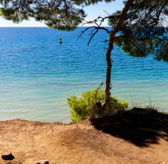 Pine tree next to the adriatic sea