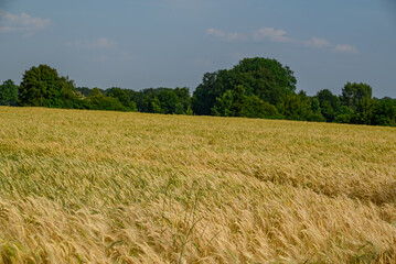 Getreidefelder im Münsterland