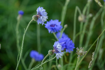 Getreidefelder im Münsterland