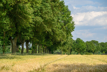 Getreidefelder im Münsterland