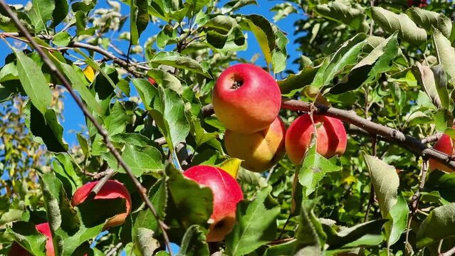Red juicy apples among green leaves and branches on a blue sky background. Clear sunny weather. Harvest season.