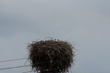 two little white storks in a nest on a sunny summer day