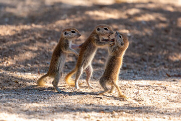 Three round-tailed ground squirrel, Xerospermophilus tereticaudus, siblings rough housing and play fighting in the Sonoran Desert. Funny antics by cute wildlife. Pima County, Tucson, Arizona, USA. - obrazy, fototapety, plakaty