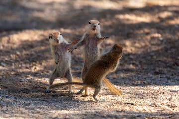 Three round-tailed ground squirrel, Xerospermophilus tereticaudus, siblings rough housing and play fighting in the Sonoran Desert. Funny antics by cute wildlife. Pima County, Tucson, Arizona, USA. - obrazy, fototapety, plakaty