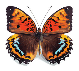 Fototapeta na wymiar vector illustration beautiful colorful butterfly on white background