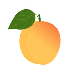 Whole Apricot with leaf isolated on white background. Juicy and ripe summer fruit. Fresh Apricot in flat cartoon vector illustration