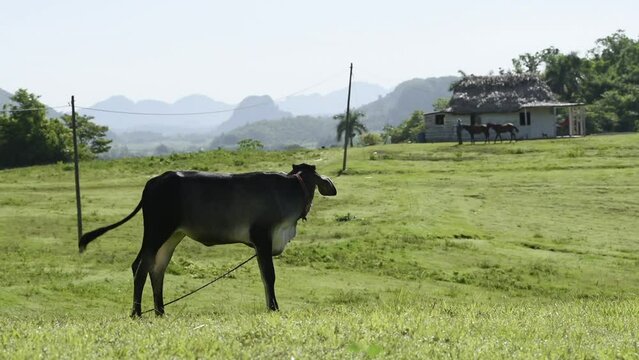 Cow mooing in the fields of Vi&ntilde;ales, Cuba. 