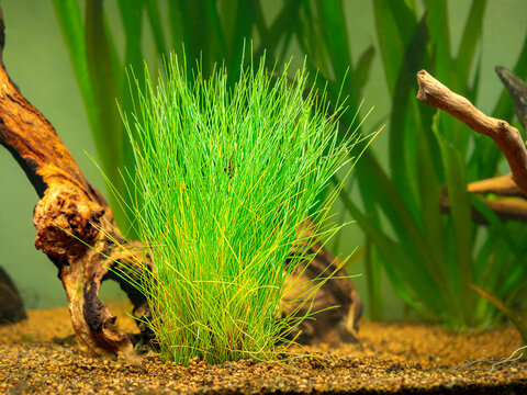 Selective focus of a dwarf spikerush (Eleocharis parvula) isolated on a fish tank with blurred background - also known as small spikerush and hairgrass