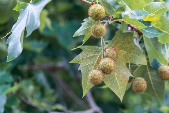 Fruit of the London Planetree (Platanus x hispanica) growing on the branch.