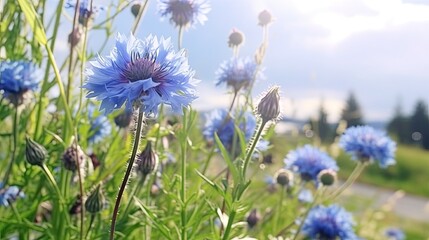 Blue colored Centaurea cyanus is the most common cornflower in Germany's fields, generative AI content.