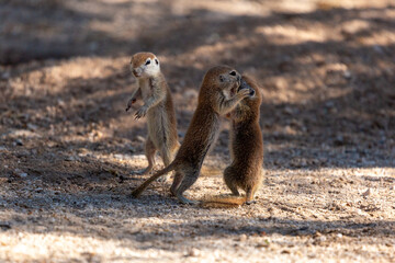 Obraz premium Three round-tailed ground squirrel, Xerospermophilus tereticaudus, siblings rough housing and play fighting in the Sonoran Desert. Funny antics by cute wildlife. Pima County, Tucson, Arizona, USA.