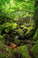 stream in the woods