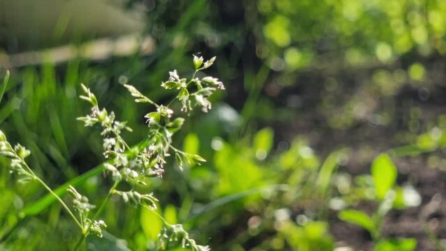 Grass flower under the rays of the sun on a blurred background of greenery with bokeh. Clear summer sunny weather. Natural background.