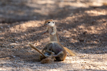 Naklejka na ściany i meble Three round-tailed ground squirrel, Xerospermophilus tereticaudus, siblings rough housing and play fighting in the Sonoran Desert. Funny antics by cute wildlife. Pima County, Tucson, Arizona, USA.