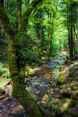 Fototapeta premium stream in the forest