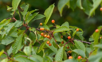 branch of wild cherry with fruits