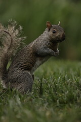 squirrel on a tree