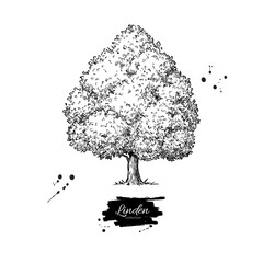 Linden tree botanical drawing. Hand drawn sketch