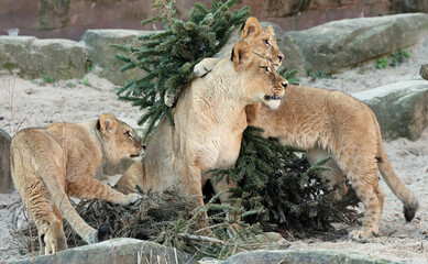 Naklejka premium lion and lioness