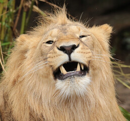 lion, lioness, animal, wildlife, cat, wild, cub, predator, mammal, nature, safari, feline, carnivore, young, lion cub, lions, animals, grass, baby, savannah, dog, cubs, fur