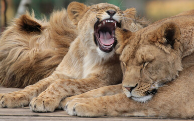 lion and lioness