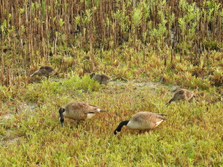 Canada geese family feeding on the wetland vegetation at the Edwin B. Forsythe National Wildlife...