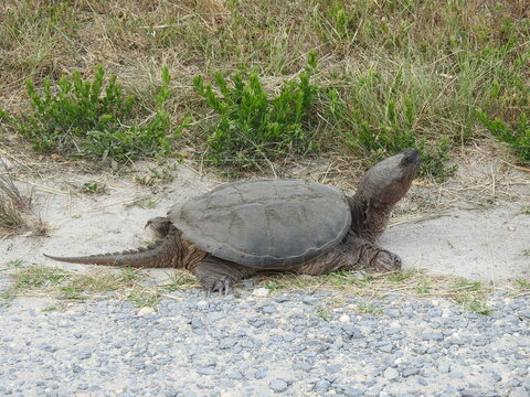 A snapping turtle residing at the Edwin B. Forsythe National Wildlife Refuge, Galloway, New Jersey.