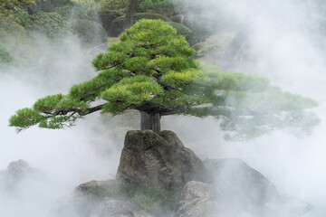 Japanese Garden Sculptural Pine Tree Shines through the mist