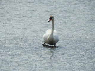 A mute swan wading through the wetland waters of the Edwin B. Forsythe National Wildlife Refuge, Galloway, New Jersey.