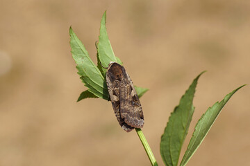 Large Yellow Underwing (Noctua pronuba). Tribe Noctuini. Subfamily Noctuinae. Family Noctuidae or Owlet moths. On a twig of a bush. Dutch garden, June.