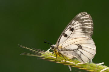 Macro shots, Beautiful nature scene. Closeup beautiful butterfly sitting on the flower in a summer garden.