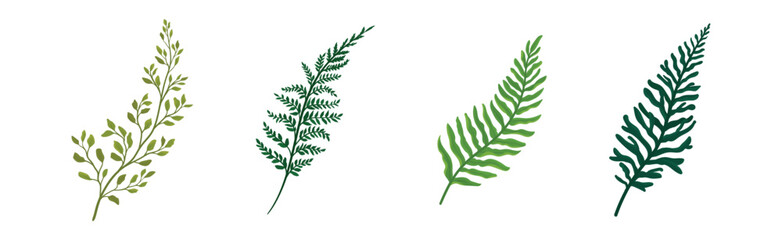 Green Fern and Frond with Stem and Leaves Vector Set