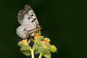 Macro shots, Beautiful nature scene. Closeup beautiful butterfly sitting on the flower in a summer garden.