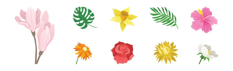 Fototapeta premium Colorful Lush Flower Buds and Exotic Leaf Vector Set