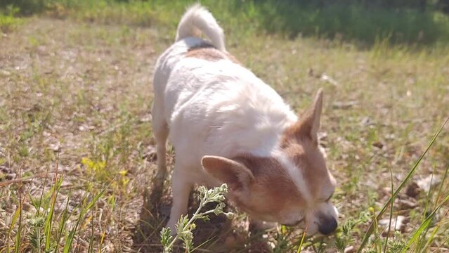 dog breed chihuahua in nature in the summer in the bright sun.