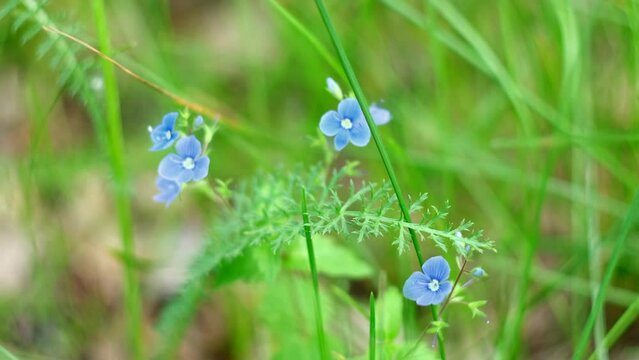 Beautiful green grass with wild blue flowers on a green meadow background. Concept. Natural spring and summer background.