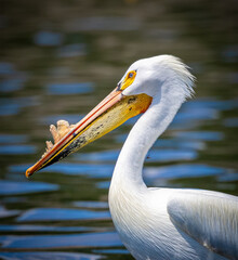 Close up of a white pelican with breeding accents on its beak