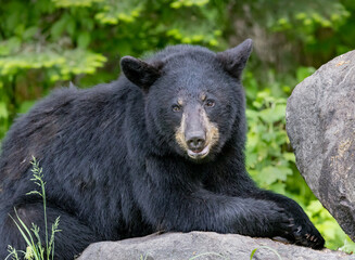 Obraz premium Huge adult black bear sits on rock in forest in Northern Minnesota