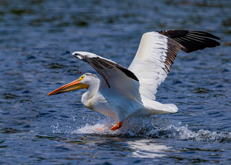 Large white pelican comes in for a landing