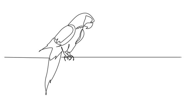 animated continuous single line drawing of a parrot, line art animation