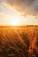 Ripe wheat fields, agricultural land, pre-harvest state at beautiful sunset - 615225473