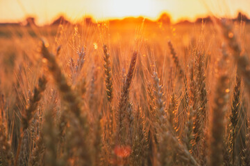 Ripe wheat fields, agricultural land, pre-harvest state at beautiful sunset